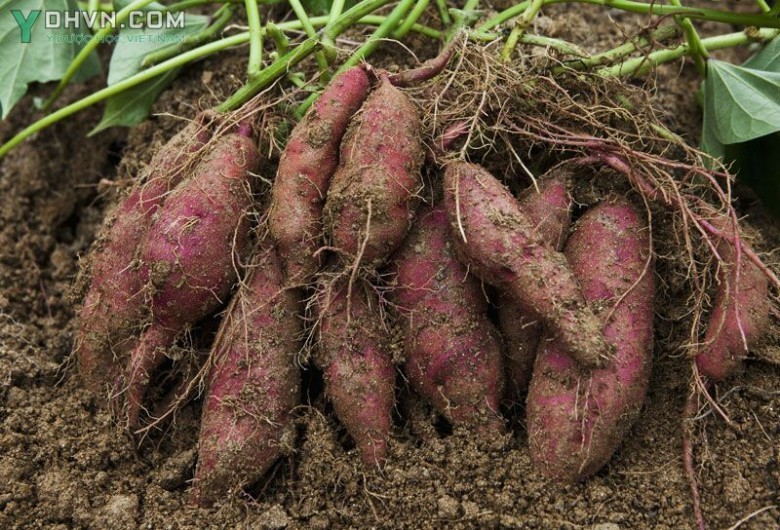 Cây Khoai lang. Ipomoea batatas - Cây Thuốc Nam Quanh Ta